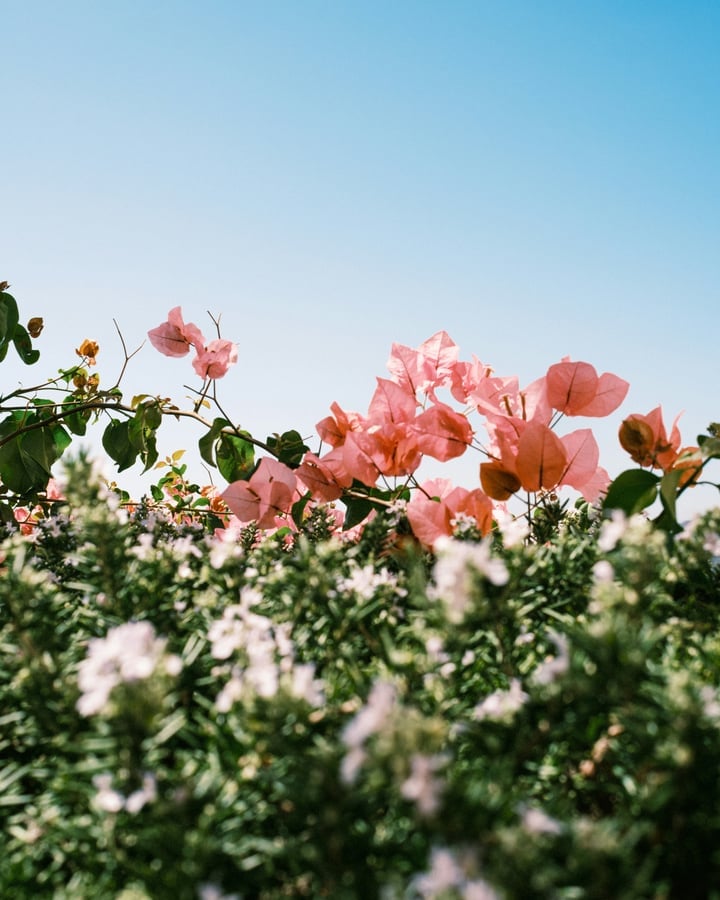 Pink bougainvillea against a clear blue sky.